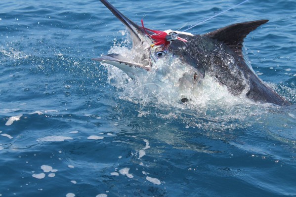 2016 SAILFISH 325 DC